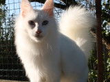 Chatonne Angora Turc blanche (LOOF), &agrave; vendre
