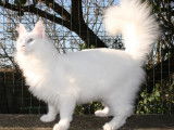 Chatonne Angora Turc blanche (LOOF), &agrave; vendre