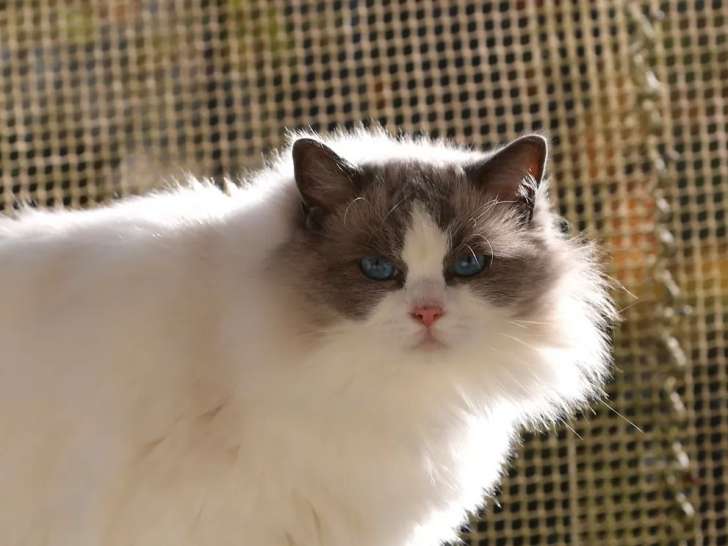 Vente d’un chat Ragdoll bleu bicolore âgé de 3 ans (non LOOF)