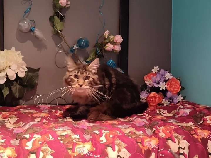 À vendre, chatonnes Maine Coon brown mackerel tabby (non LOOF)