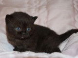 &Agrave; r&eacute;server, chatons British Shorthair (non LOOF)