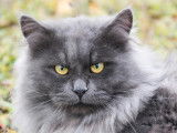 Chat Sibérien bleu smoke (LOOF), disponible pour une saillie