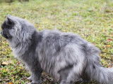 Chat Sibérien bleu smoke (LOOF), disponible pour une saillie
