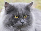 Chat Sibérien bleu smoke (LOOF), disponible pour une saillie