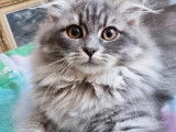 Chat Sibérien bleu smoke (LOOF), disponible pour une saillie