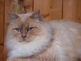 Chat Ragdoll crème point âgé de 4 ans (LOOF), disponible pour une saillie
