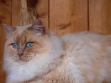 Chat Ragdoll crème point âgé de 4 ans (LOOF), disponible pour une saillie