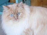 Chat Ragdoll crème point âgé de 4 ans (LOOF), disponible pour une saillie