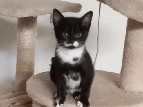 À vendre : un chaton mâle Européen noir & blanc non LOOF