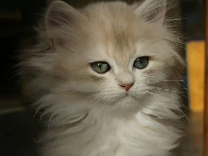 À réserver : un chaton mâle British Longhair golden LOOF