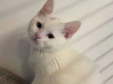 Un chaton m&acirc;le British Shorthair blanc non LOOF disponible de suite.