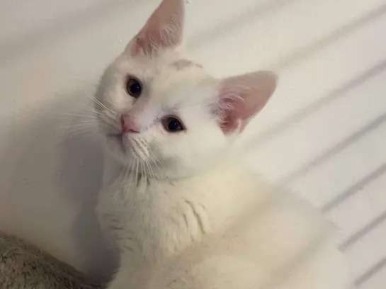 Un chaton mâle British Shorthair blanc non LOOF disponible de suite.