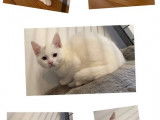 Un chaton m&acirc;le British Shorthair blanc non LOOF disponible de suite.