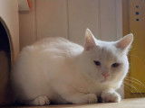 Un chaton m&acirc;le British Shorthair blanc non LOOF disponible de suite.