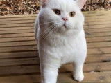 Un chaton m&acirc;le British Shorthair blanc non LOOF disponible de suite.