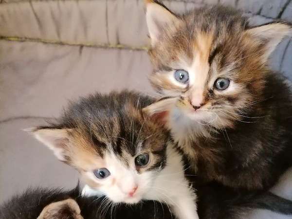 9 chatons Maine Coon LOOF nés octobre en 2021 à réserver