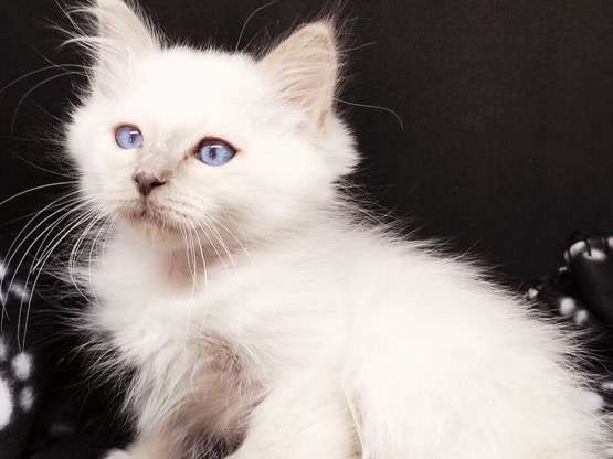 Un chaton Sacré de Birmanie lilac point aux yeux bleus LOOF disponible