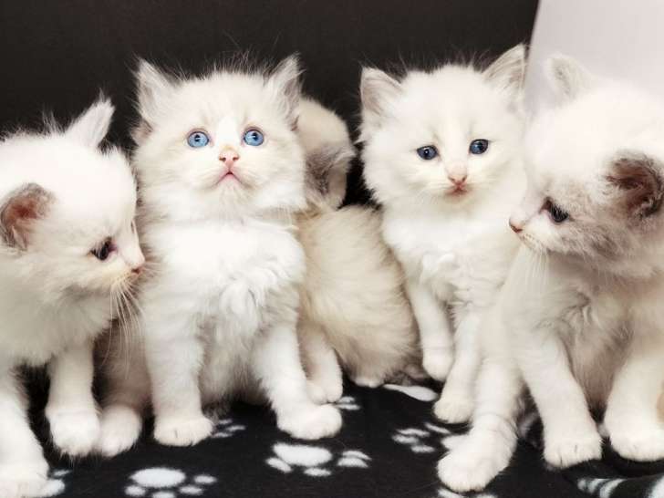 5 chatons Ragdoll bicolores nés en 2021 LOOF en attente de réservation