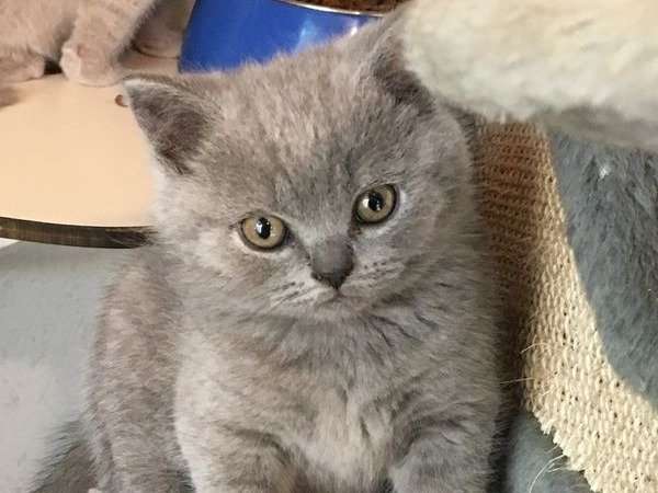 5 chatons British Shorthair nés en octobre 2021 LOOF à vendre