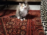 Sogni d'Oro Shelsy black tortie tabby et blanche 4 mois disponible