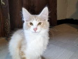 Sogni d'Oro Saïgon crème silver tabby et blanc 5 mois disponible