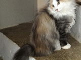 3 chatons Norvégiens