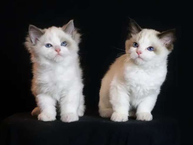 2 chatons mâles Ragdoll nés en août 2021 à vendre (LOOF)