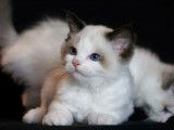 2 chatons mâles Ragdoll nés en août 2021 à vendre (LOOF)