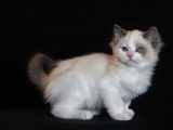 2 chatons mâles Ragdoll nés en août 2021 à vendre (LOOF)