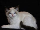 2 chatons mâles Ragdoll nés en août 2021 à vendre (LOOF)