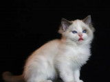 2 chatons mâles Ragdoll nés en août 2021 à vendre (LOOF)