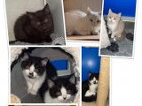 Des chatons British Shorthair non LOOF disponibles à la vente
