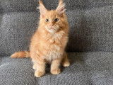 4 chatons mâles Maine Coon LOOF à réserver