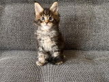 4 chatons mâles Maine Coon LOOF à réserver