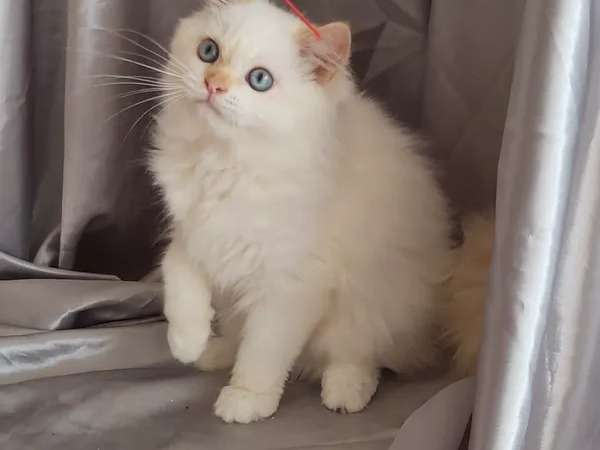 Un chaton mâle Persan blanc non LOOF disponible de suite