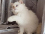 Un chaton mâle Persan blanc non LOOF disponible de suite