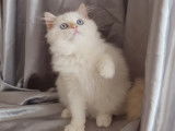 Un chaton mâle Persan blanc non LOOF disponible de suite