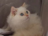 Un chaton mâle Persan blanc non LOOF disponible de suite