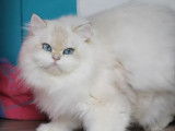 Un chat British Longhair seal golden shaded point de 3 ans LOOF disponible pour saillie