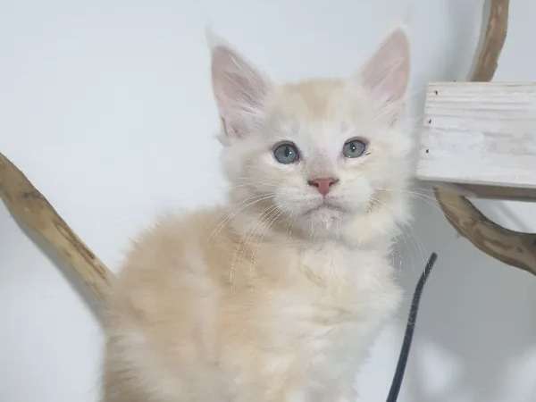 Un chaton mâle Maine Coon crème non LOOF disponible de suite