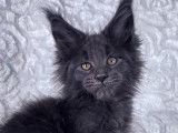 Des chatons Maine Coon LOOF disponibles à la vente