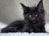 Des chatons Maine Coon LOOF disponibles à la vente