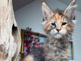 Des chatons Maine Coon LOOF disponibles à la vente