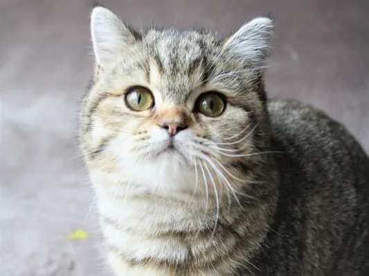 À vendre : un chaton mâle British Shorthair marron tabby LOOF