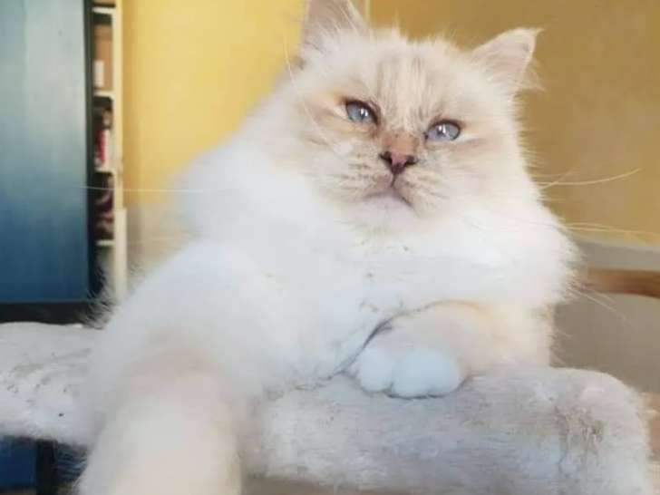 Femelle Sacre De Birmanie Lilac A Vendre Adulte Loof De 6 Ans Petite Annonce Chat