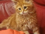 2 chatons Maine Coon à réserver, mâles LOOF d’août 2021