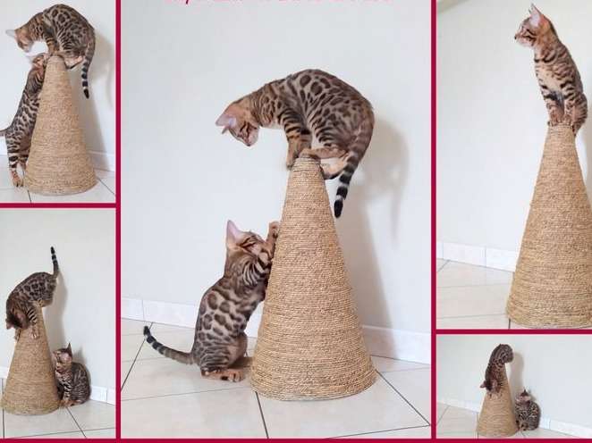 Deux chatons Bengal marron tabby à rosettes LOOF nés en 2021 en vente