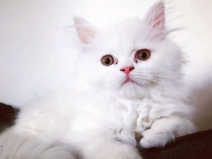 Réservation pour chaton Persan femelle blanche non LOOF