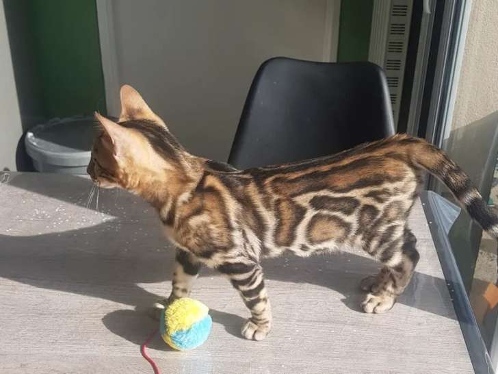 A Vendre Chaton Bengal Male Loof Marbre A Rosettes Petite Annonce Chat