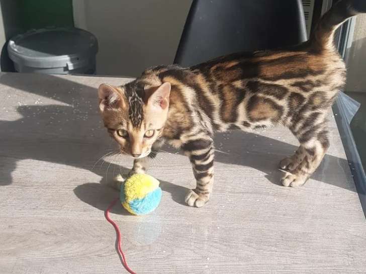 A Vendre Chaton Bengal Male Loof Marbre A Rosettes Petite Annonce Chat